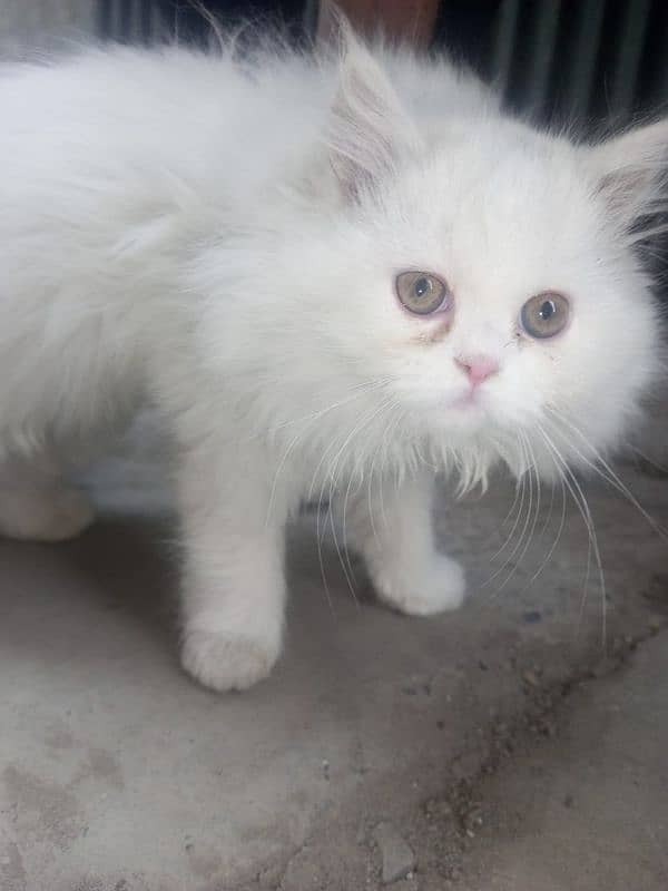 persian cats for sale 0