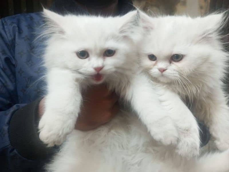 persian cats for sale 2