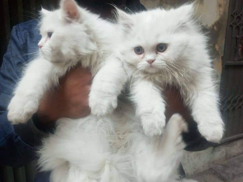 persian cats for sale 3