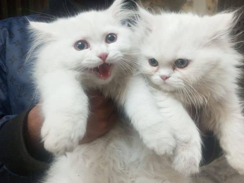 persian cats for sale 4