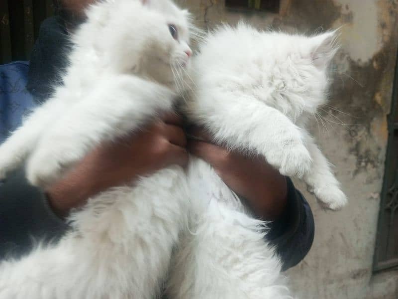 persian cats for sale 5