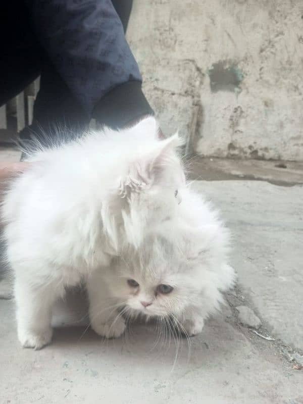 persian cats for sale 6