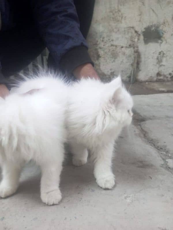 persian cats for sale 7