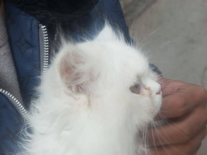 persian cats for sale 8