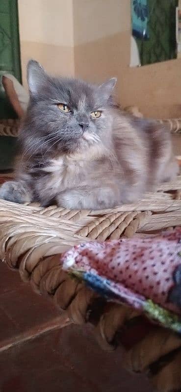 Persian cat forsale 0