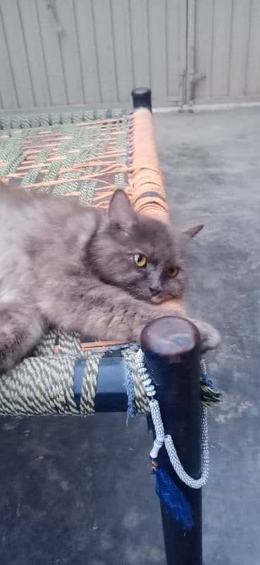 Persian cat forsale 1