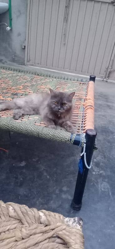 Persian cat forsale 2