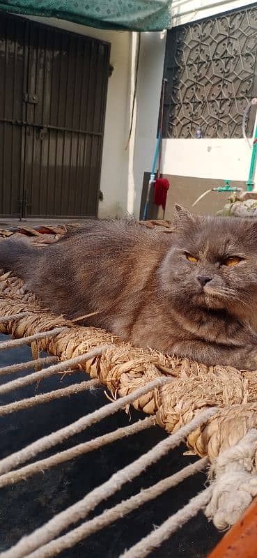 Persian cat forsale 3