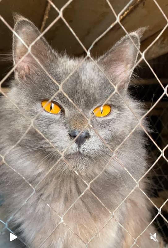 Beautiful Grey persian cat 0