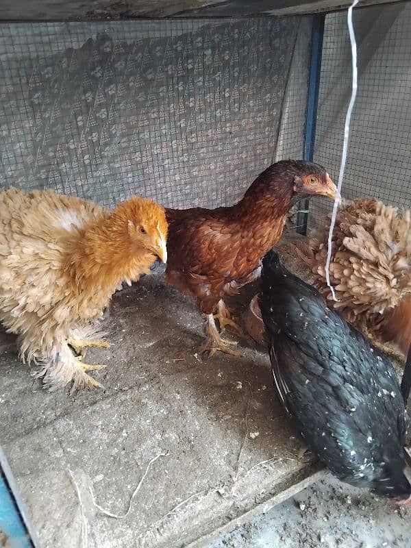 l,golden heavy buff frizzel ,aseel mix females 2