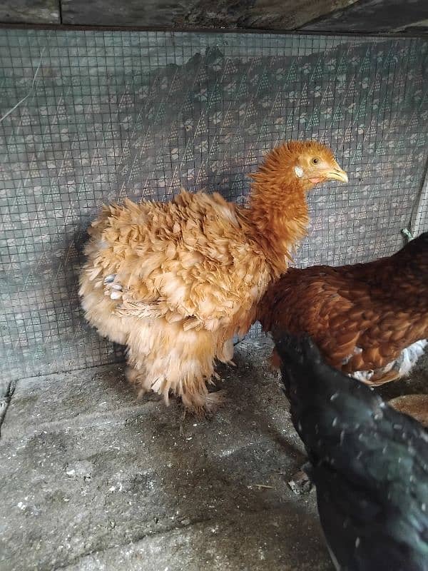 l,golden heavy buff frizzel ,aseel mix females 4