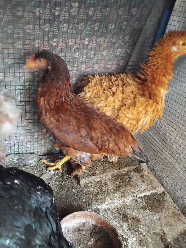 l,golden heavy buff frizzel ,aseel mix females 5