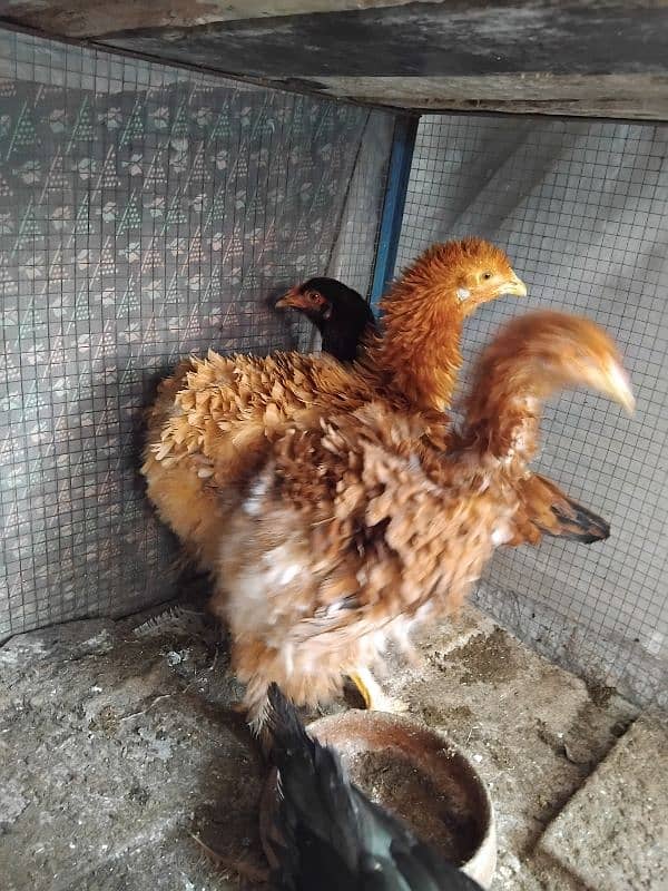 l,golden heavy buff frizzel ,aseel mix females 6