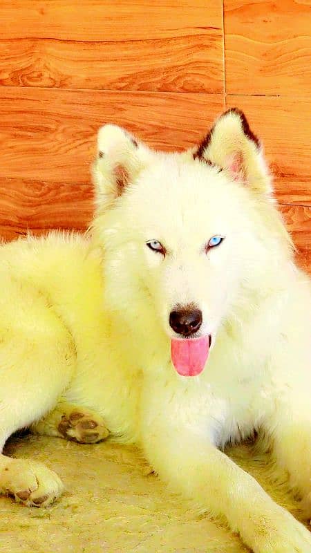 beatiful woolly coated original husky white blue eyes with big cages 0