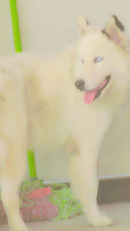 beatiful woolly coated original husky white blue eyes with big cages 5