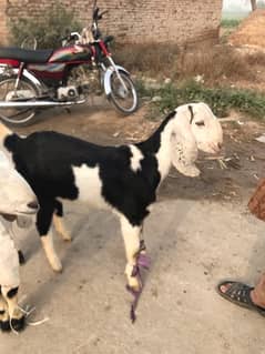 Pure dasi bakri