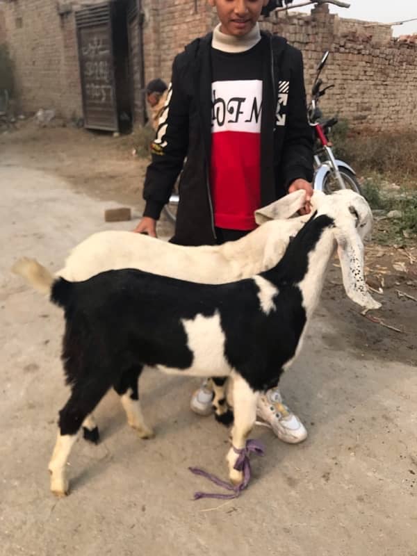 Pure dasi bakri 3