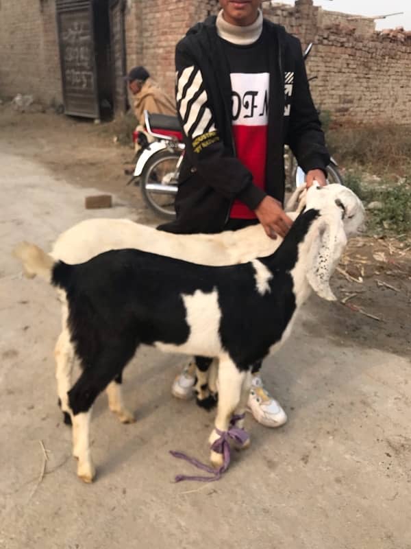 Pure dasi bakri 0