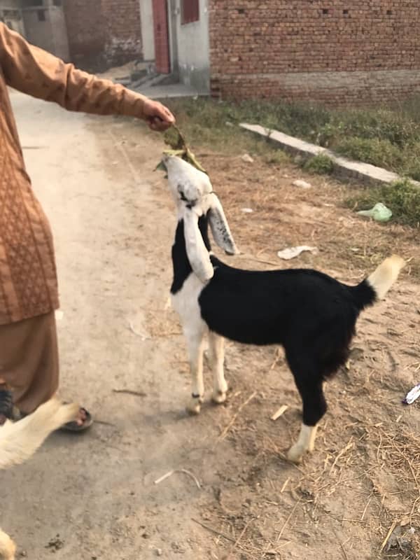 Pure dasi bakri 7