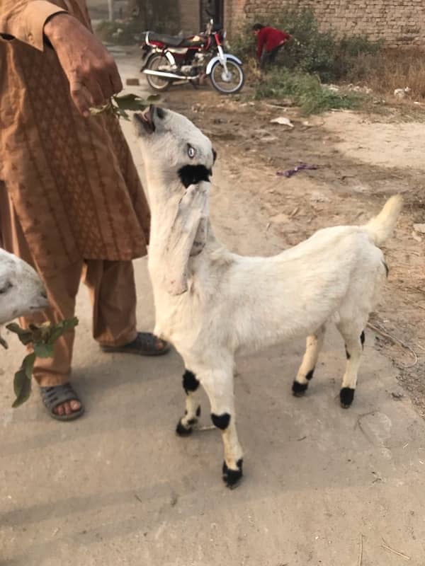 Pure dasi bakri 8