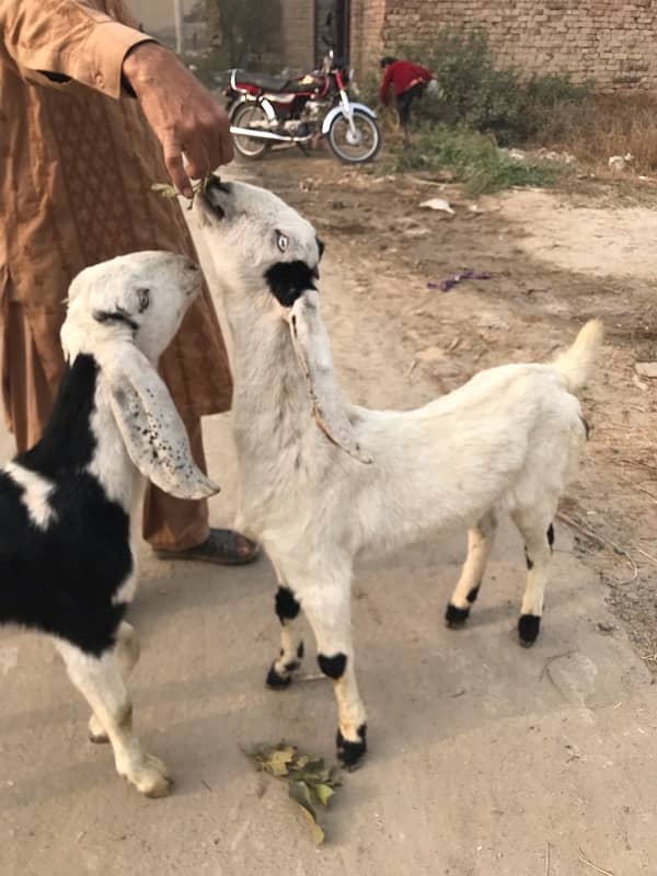 Pure dasi bakri 9