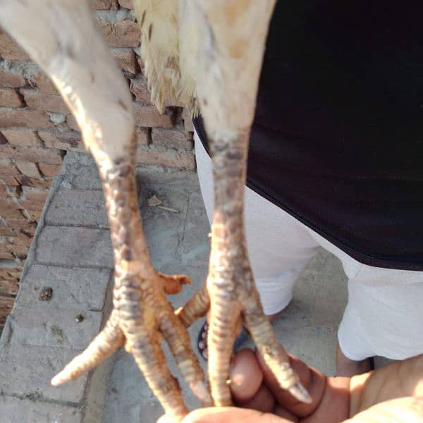 hera aseel patha and cheni madi for sale jora pure mianwali ka Hy 6