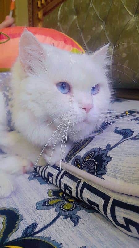 persian male cat for sale 0