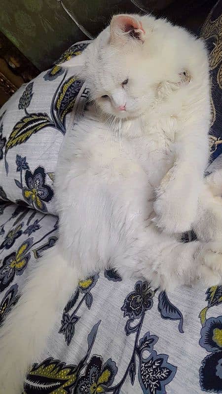 persian male cat for sale 2