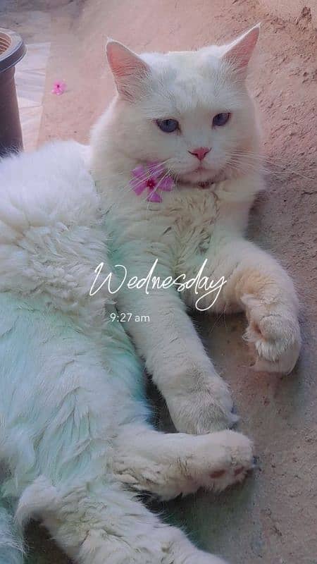 persian male cat for sale 3