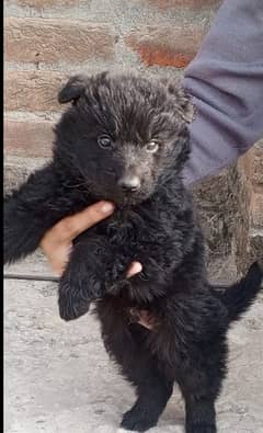 Black Shepherd Puppy | Long coat puppy | Dog for sale