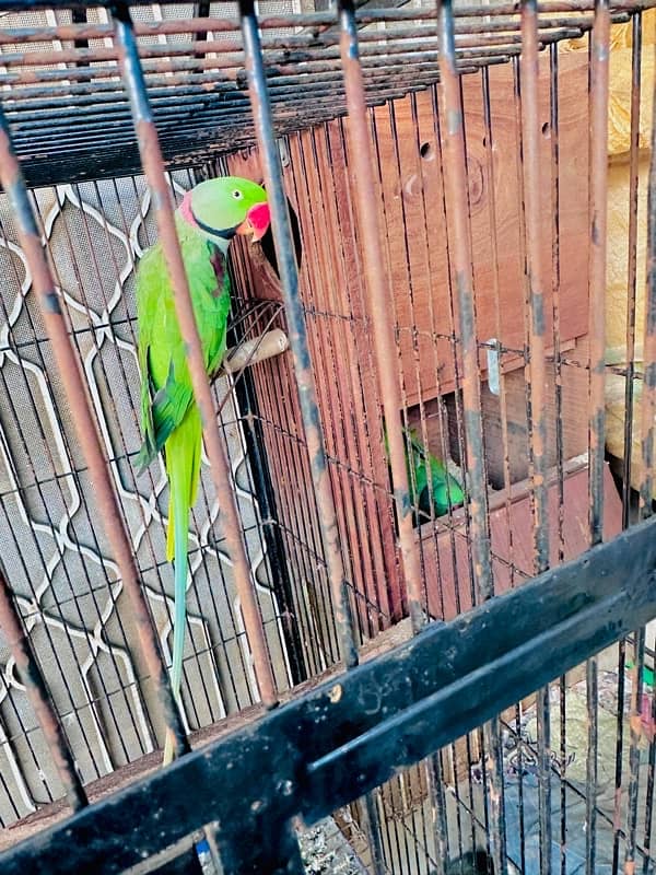 raw parrot 0