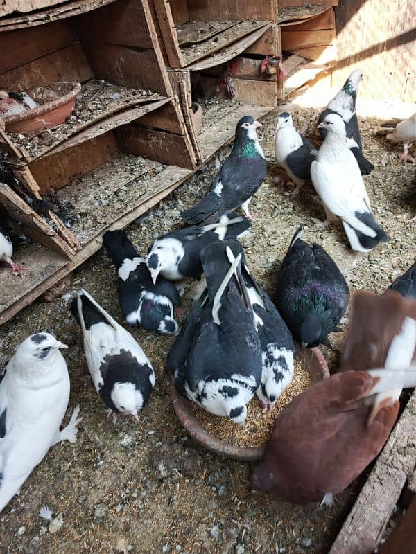 Fancy pigeons 0