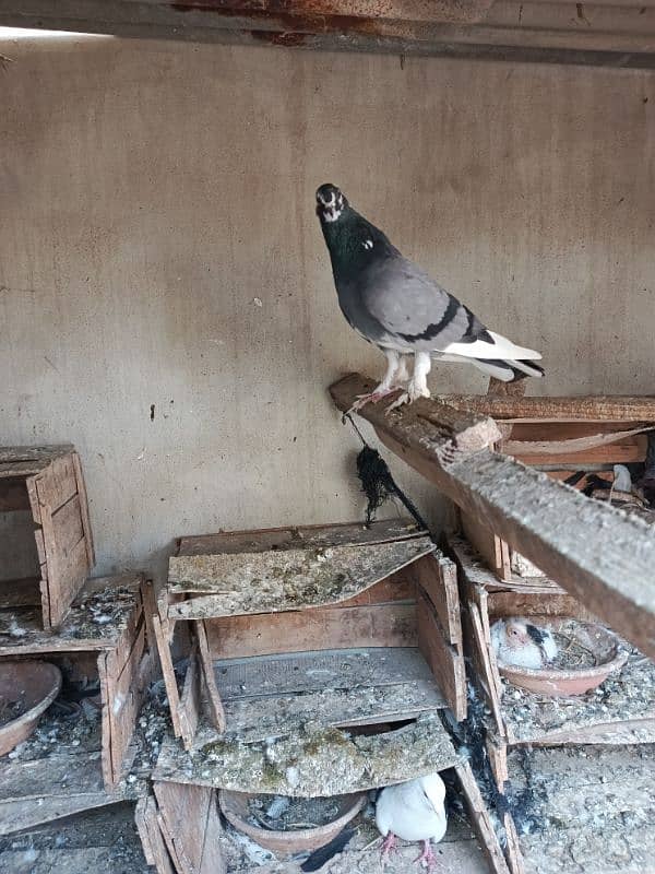 Fancy pigeons 1