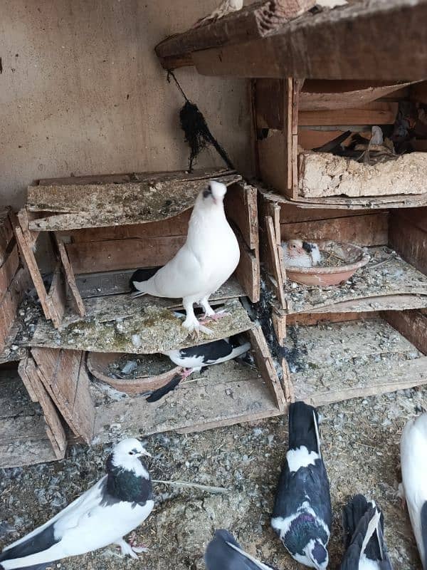 Fancy pigeons 4