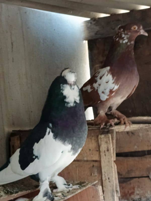 Fancy pigeons 6