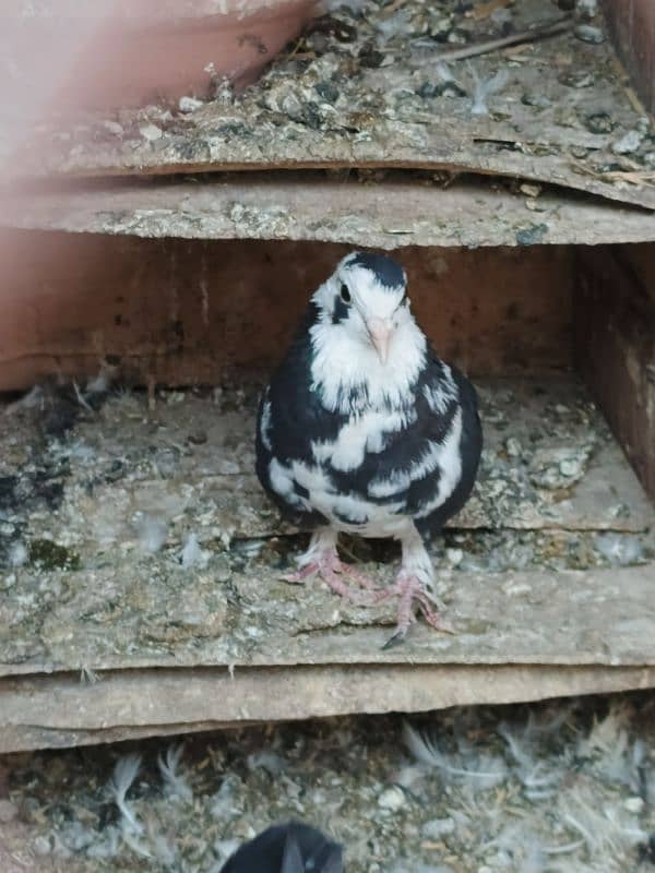 Fancy pigeons 7