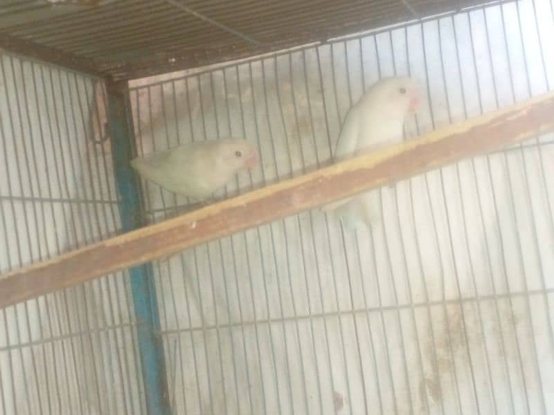 bards for sale fisher for sale love birds for sale 0