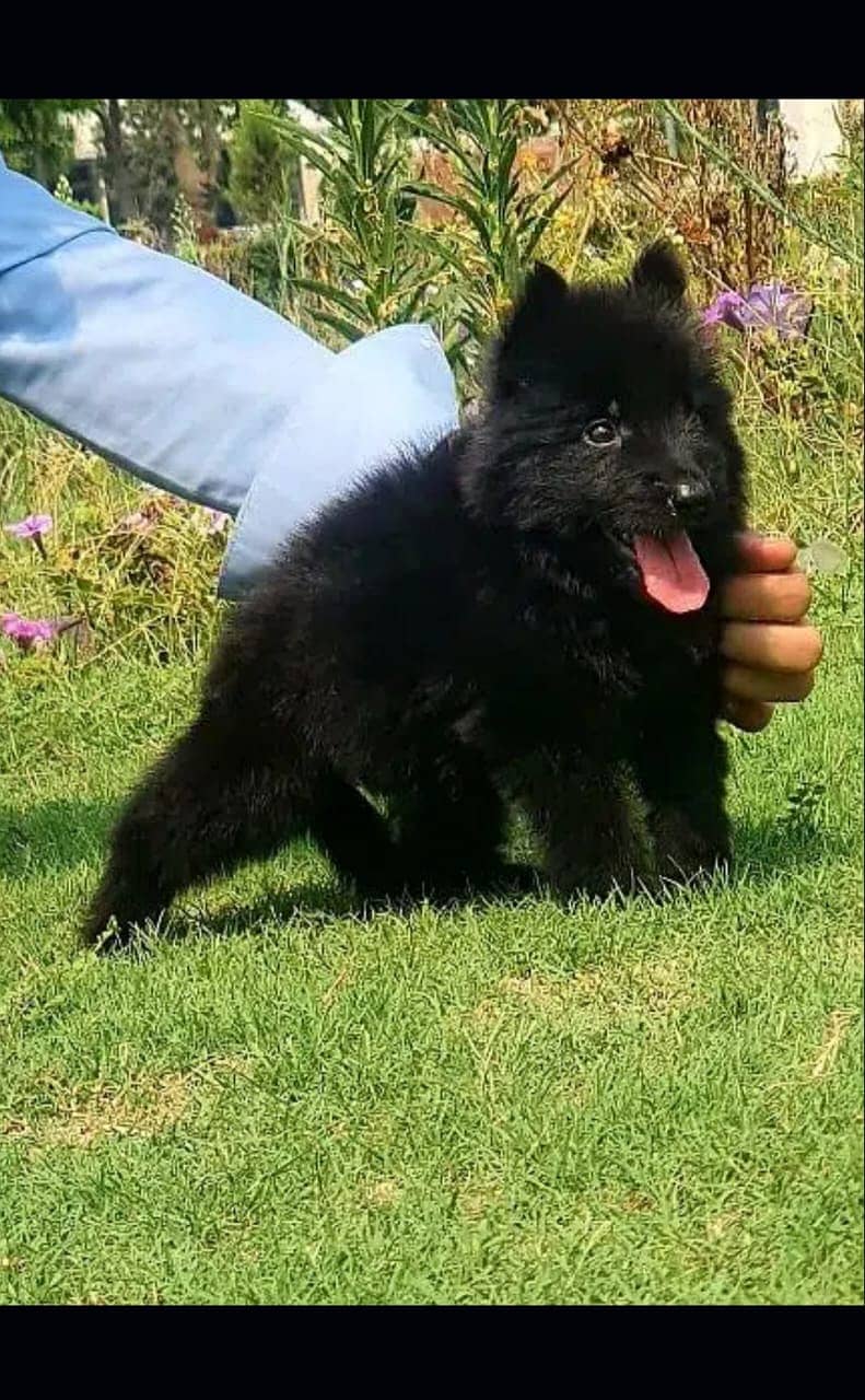 each puppies long coat black German Shepherd for sale / 0341/5771355 0