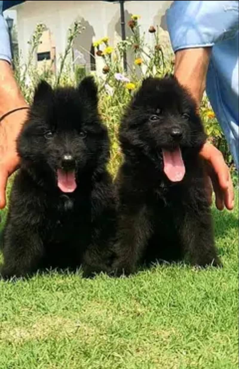 each puppies long coat black German Shepherd for sale / 0341/5771355 1