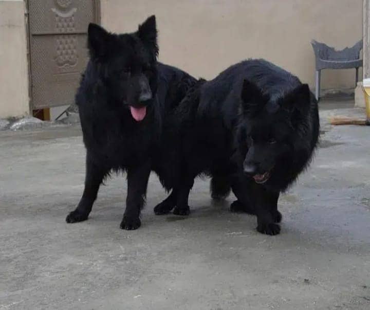 each puppies long coat black German Shepherd for sale / 0341/5771355 2