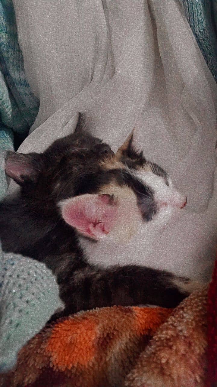 2 kittens with mother. 1500rs 0