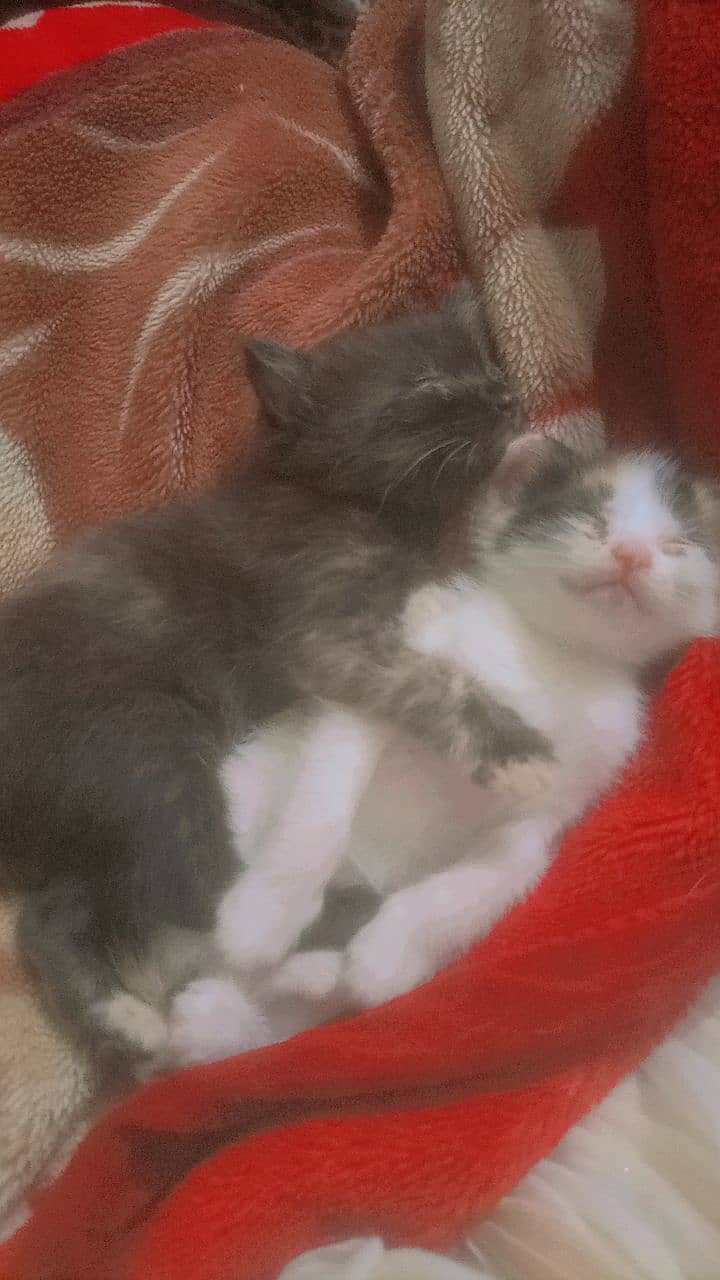 2 kittens with mother. 1500rs 1