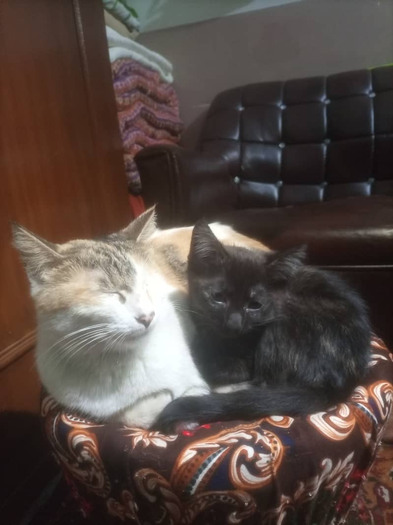 2 kittens with mother. 1500rs 3