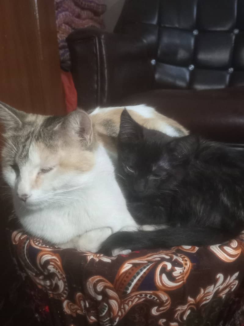 2 kittens with mother. 1500rs 4