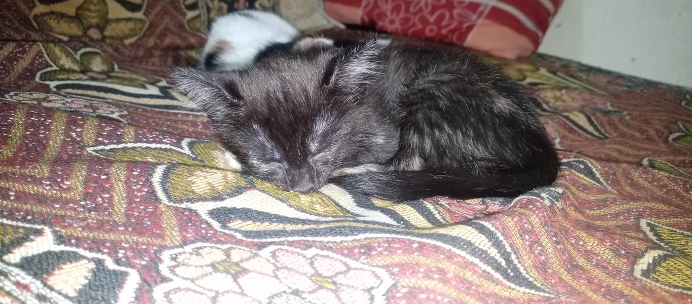 2 kittens with mother. 1500rs 6