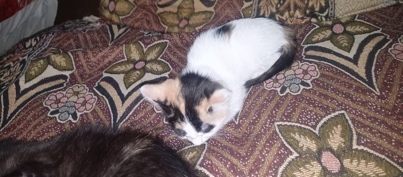 2 kittens with mother. 1500rs 7