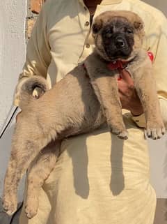 king Turkish kangal male dabal hadi full security dogs for sale