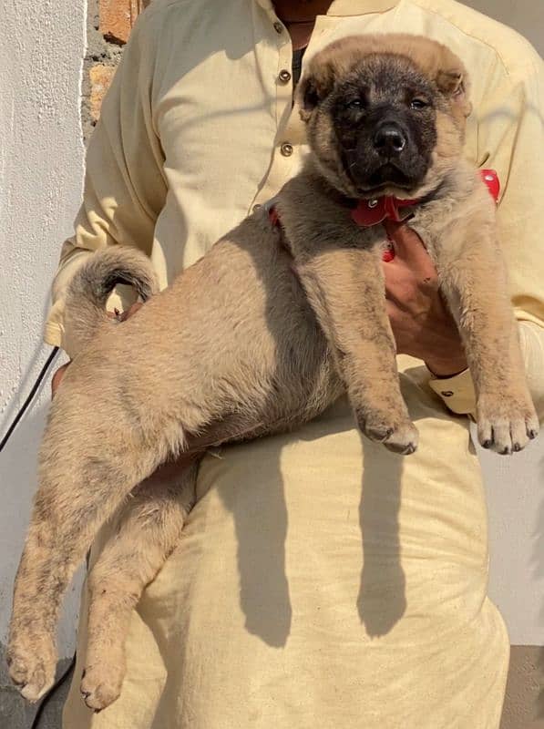 king Turkish kangal male dabal hadi full security dogs for sale 0