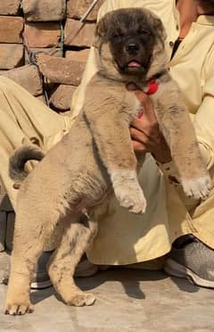 king Turkish kangal male dabal hadi full security dogs for sale