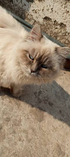 Persian Cat Sale - Healthy and Well-Groomed